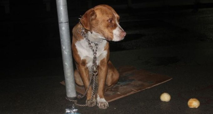 Koronavirüs korkusuyla hayvanları sokaklara terk ediyorlar