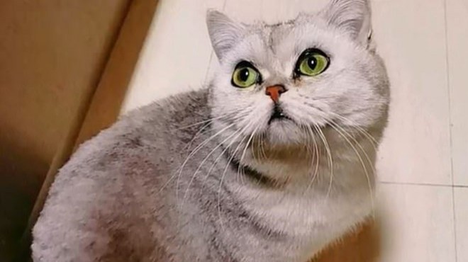 Sahipleri karantinaya alındı, evin kedisi akvaryum suyuyla hayatta kaldı!