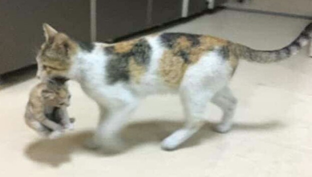 Anne kedi, hasta yavrusunu hastanenin acil servisine götürdü