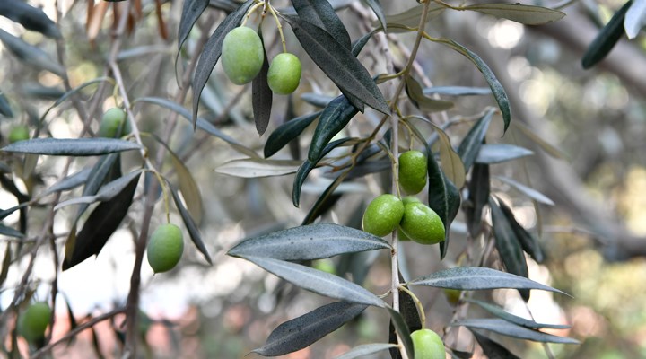 CHP’li Aytekin'den yeni salgın uyarısı: Zeytin cüzzamı koronavirüs gibi yayılıyor