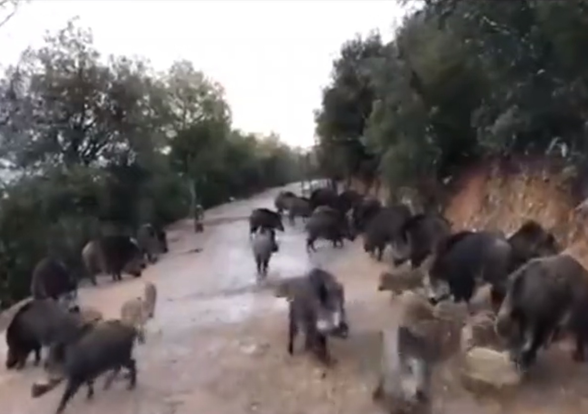 Bodrum'da inanılmaz görüntüler, sokaklar ve meydanlar hayvan istilasına uğradı