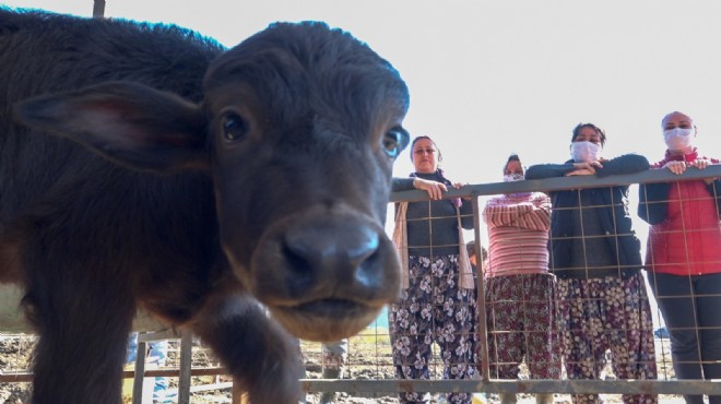 İzmir'in umut sürüsü büyüyor: 13 yavru manda aileye katıldı