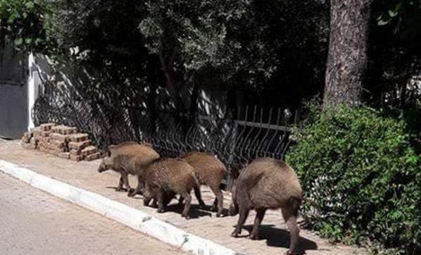 Marmaris'te sokağa çıkma yasağını fırsat bilen domuzlar şehrin sokaklarını gezdi