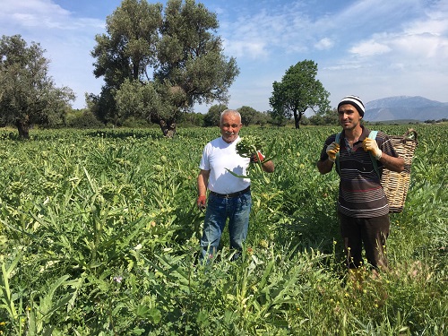 Büyükşehir üreticiden aldı yardım paketlerine koydu: Gıda paketlerine bezelye ve enginar da eklendi