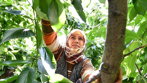 Başkan Soyer’den kiraz hasadına katılım çağrısı:“El verin hem üreticiyi hem tüketiciyi doyuralım”