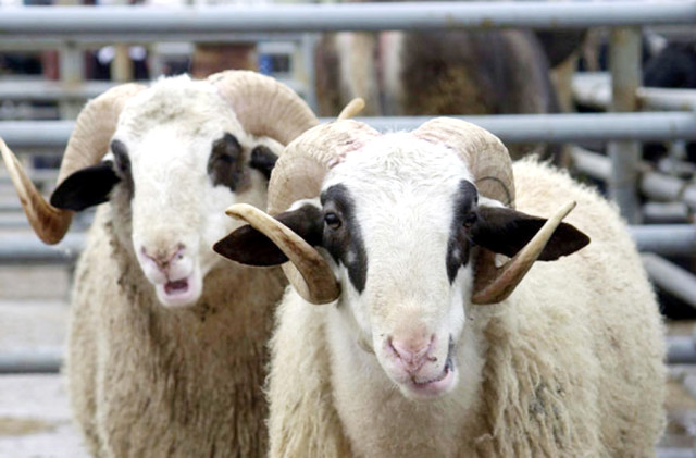 Yaz aylarında dikkat! Hayvancılık sektörü için korona uyarısı.