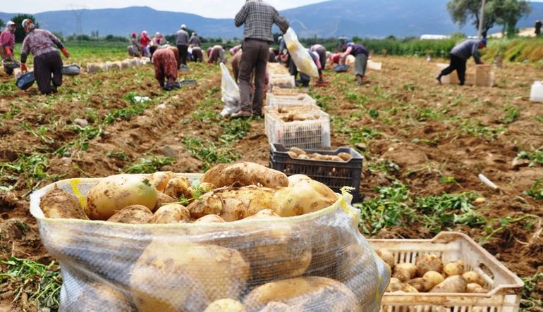 Ödemiş'te patates bereketi: Fiyatlar daha da düşecek!
