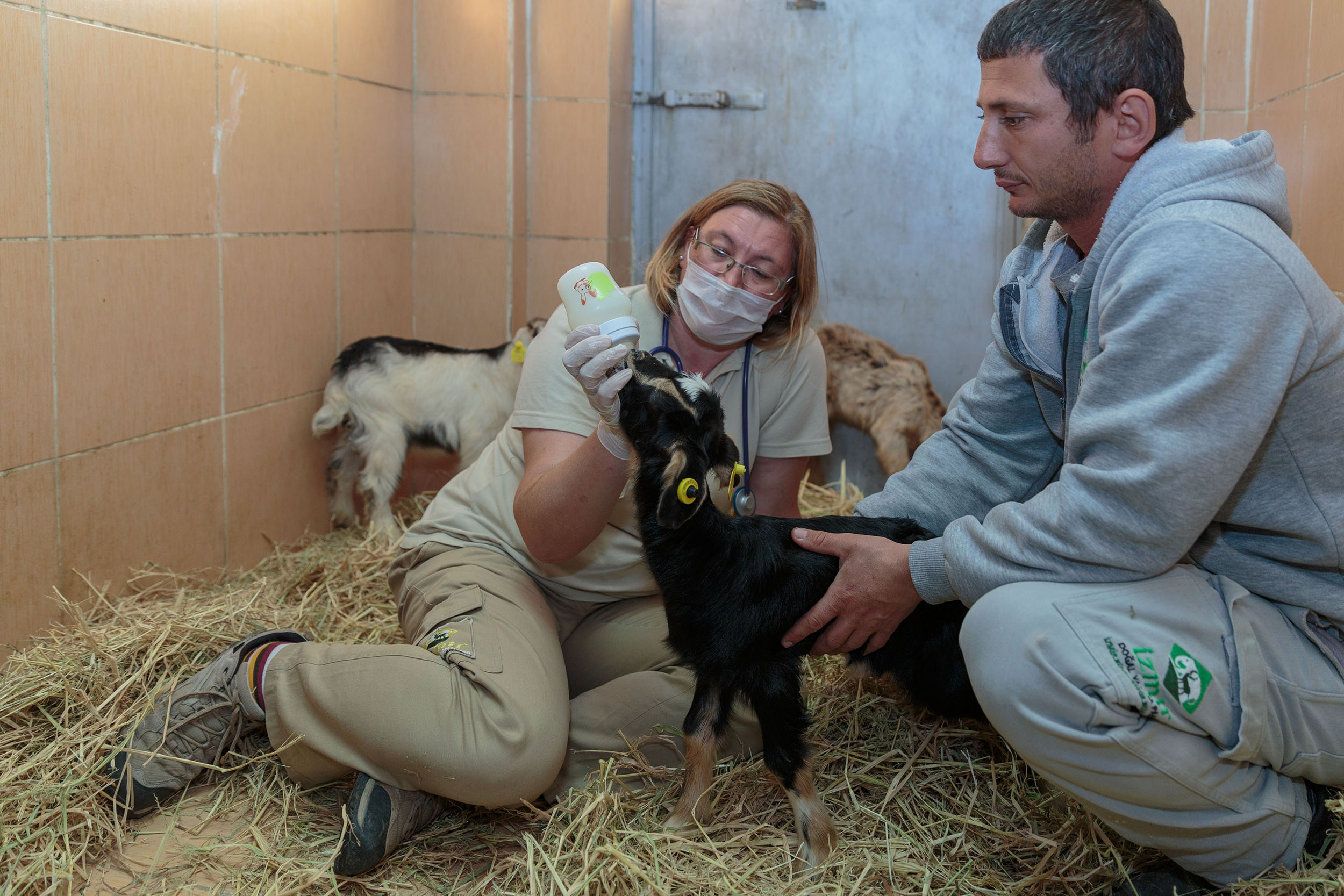 Öksüz kuzulara İzmir Büyükşehir şefkati