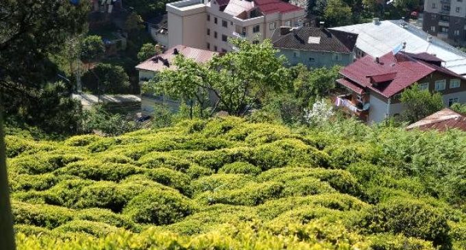 ‘6 bin 900 TL maaşla çalışacak 2 bin çay işçisi aranıyor’