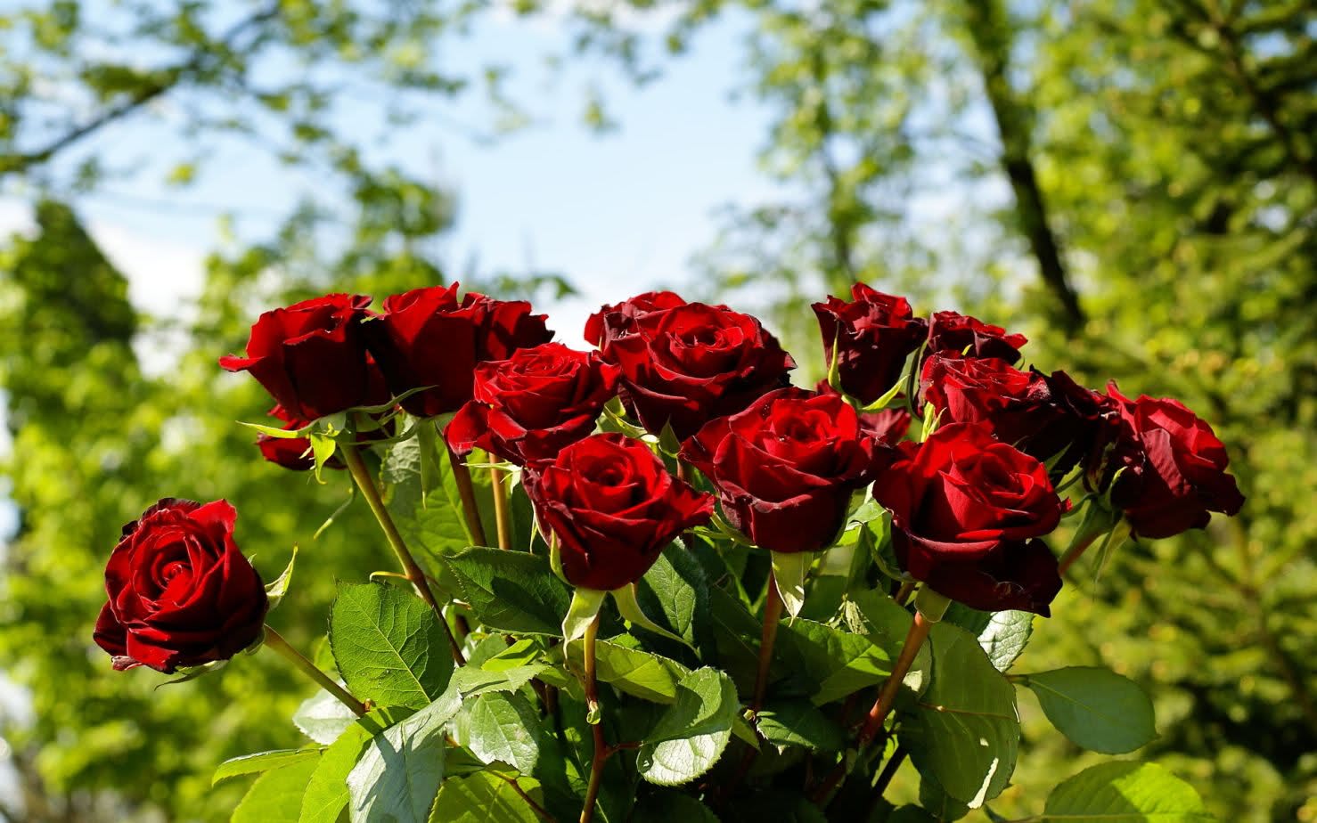 Anneler Günü öncesinde merak edilenler: Çiçekte koronavirüs var mı?