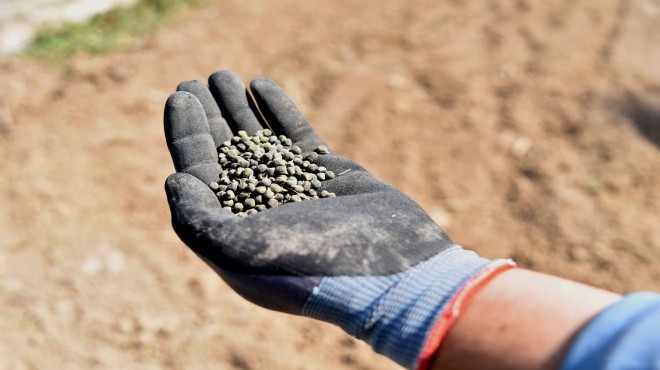 Belediye ve çiftçi Bornova Bamyası’nı geleceğe taşıyacak!