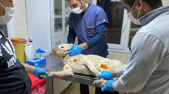 İzmir'de beslediği köpeklere eziyet eden kişi yakalandı, can dosta belediye sahip çıktı!