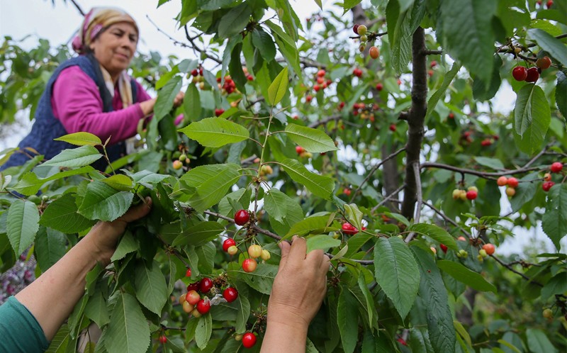 Soyer'in dayanışma çağrısı karşılık buldu, dayanışma büyüdü! 432 gönüllü 150 üreticiye meyve hasadına gidiyor