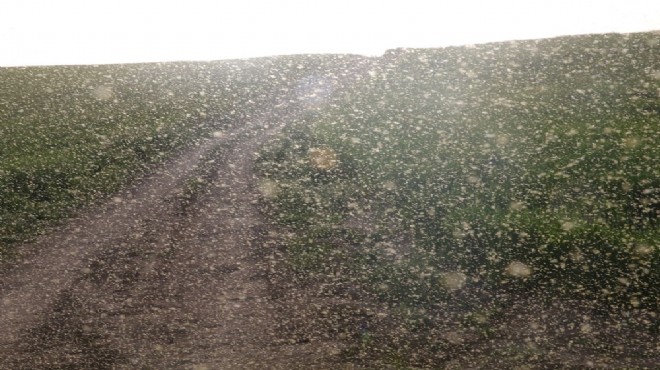 Çekirgeden sonra yeni bela, sinek istilası!