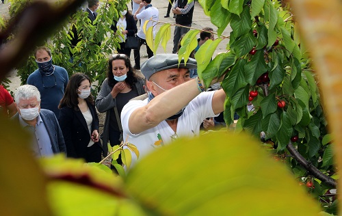 İzmir'de gönülden dayanışma! Başkan Soyer Kemalpaşa’da 250 gönüllüyle kiraz hasadını başlattı