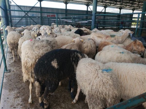 Hayvan pazarlarında hareketlilik başladı