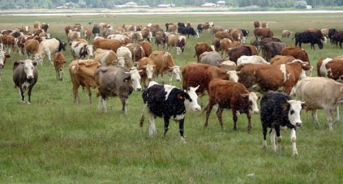 6 bin TL ücretle çoban aranıyor