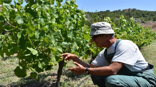 Foça'nın Antik Üzümü yeniden doğacak!