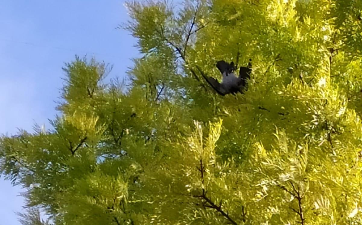 Konak’ta karga operasyonu