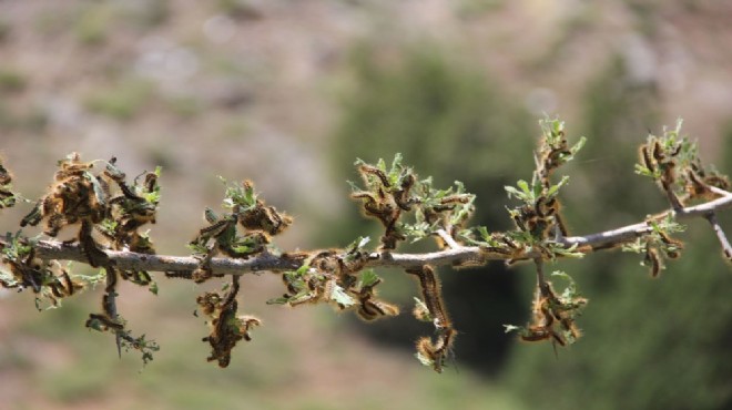 Ormanlık alanla beraber altı köyü tırtıllar bastı
