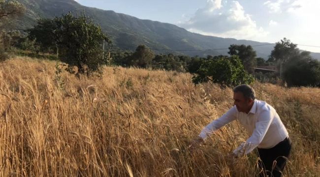 Beydağ'da Karakılçık müjdesi: İlk hasat gerçekleşti!