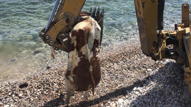 Alaçatı'da tatilcilere inek şoku: Kıyıya vurdu