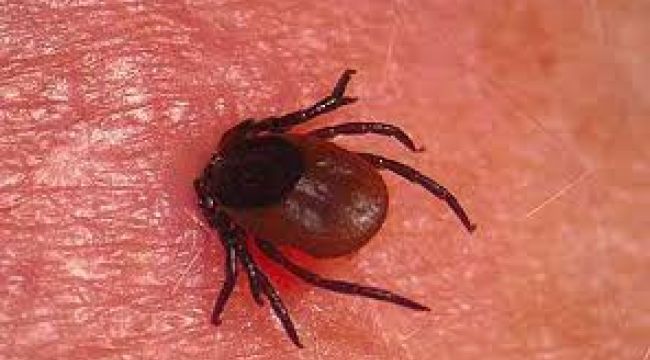 Korona ile uğraşırken bir de kene can almaya başladı: Vakalar artıyor