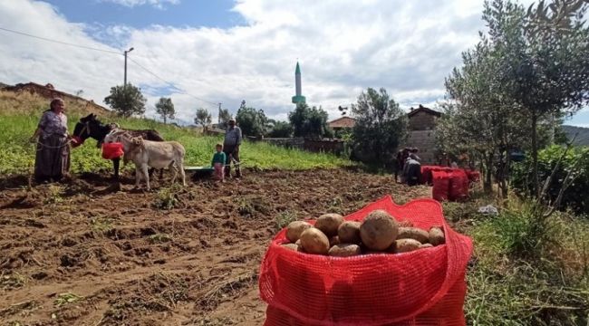 İzmir'de geçmişe dönüş, maliyetler artınca patates hasadı eşekle yapıldı!