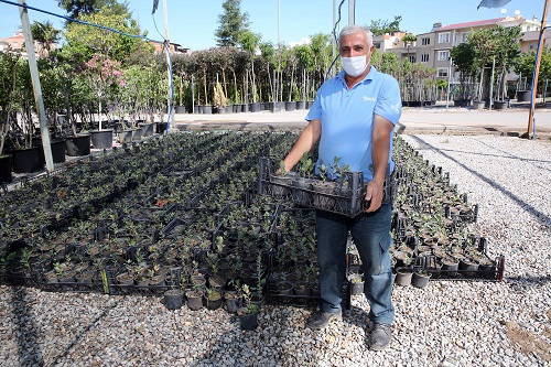 Büyük yangının yaraları sarılıyor, İzmir'in meşe ormanları yeniden yeşeriyor!