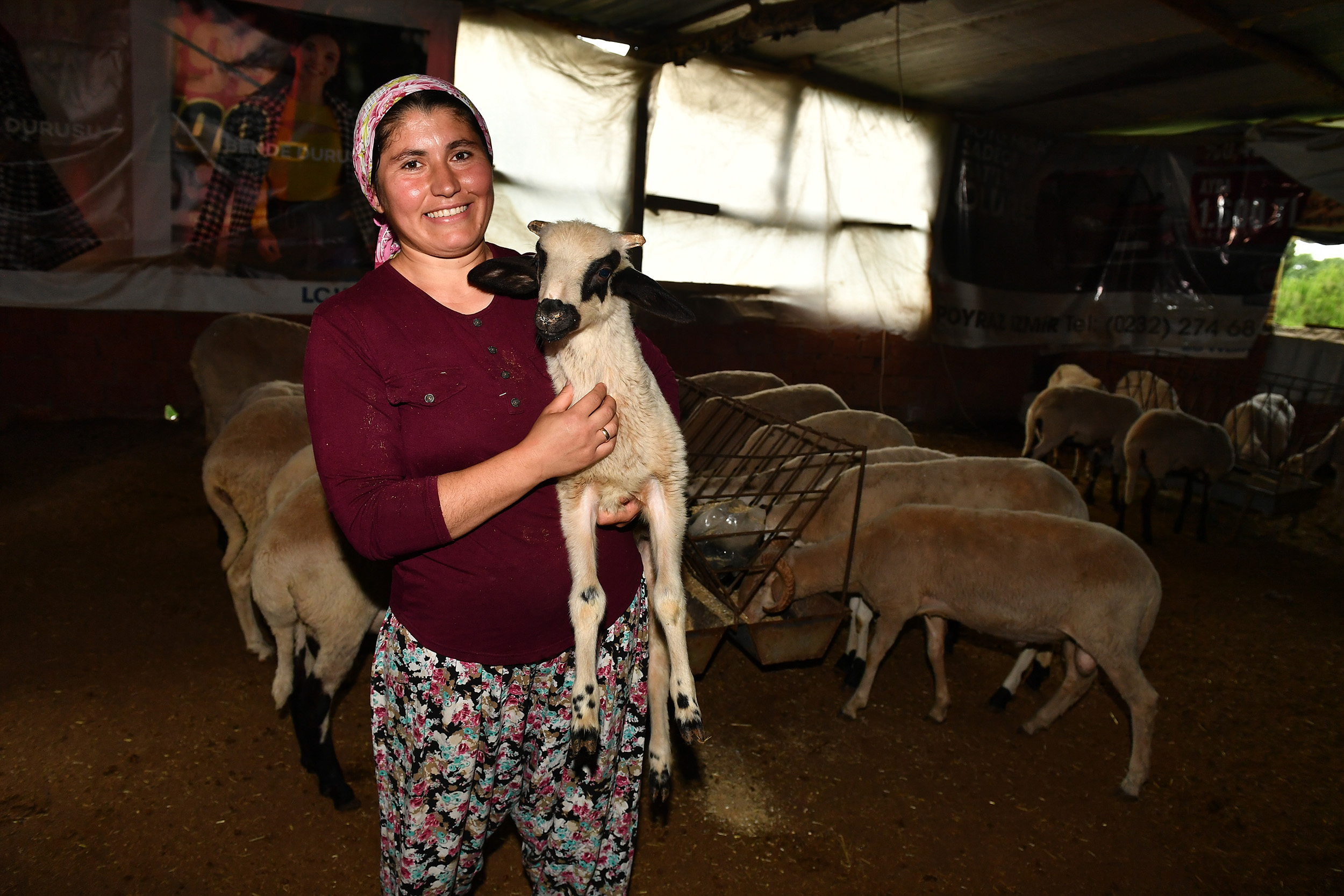 3 koyun 1 koçla yola çıktı, şimdi bir sürü sahibi: Güzelbahçeli kadın üreticinin başarı öyküsü!
