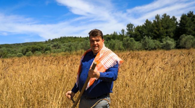 Seferihisar'da Karakılçık Buğday hasadı başladı