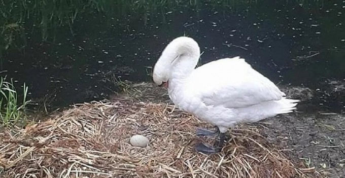 Yuvası ve yumurtaları dağıtılan kuğu üzüntüden öldü