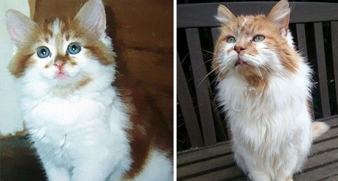 Dünyanın en yaşlı kedisi Rubble yaşamını yitirdi