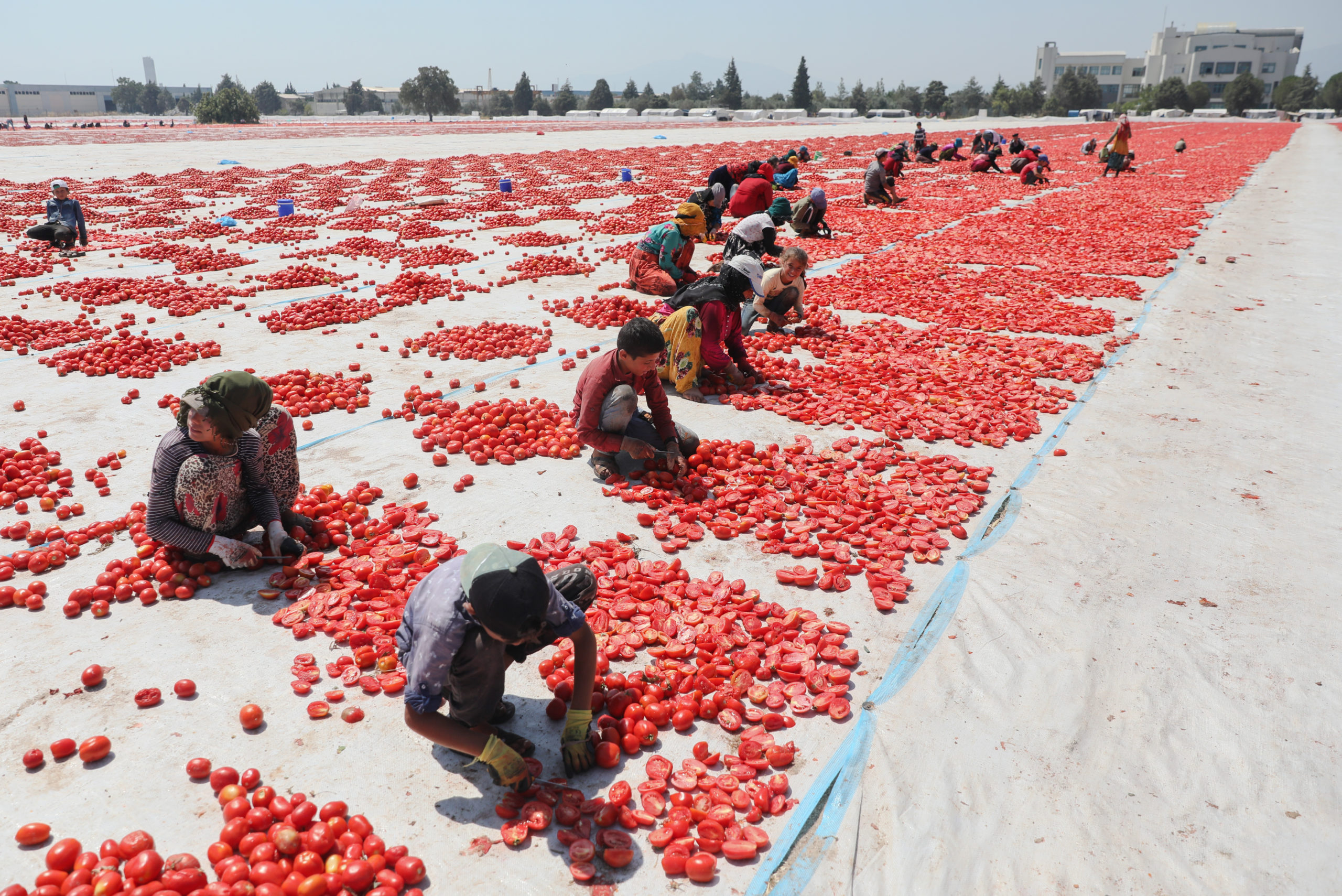 Ege'nin verimli ovaları kırmızıya büründü!