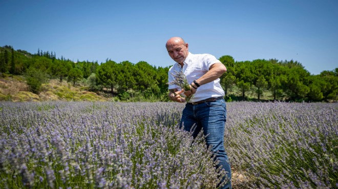 Soyer lavanta tarlasında ilk hasatı yaptı, müjdeyi verdi: İzmir kırsalına yayacağız!