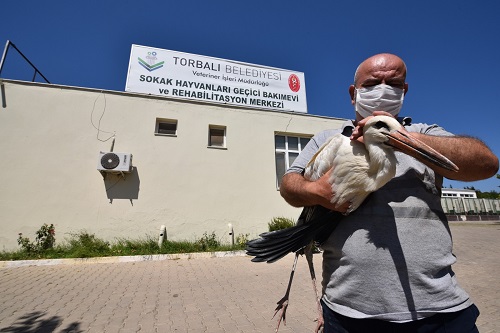 Yaralı leyleğe Torbalı Belediyesi sahip çıktı