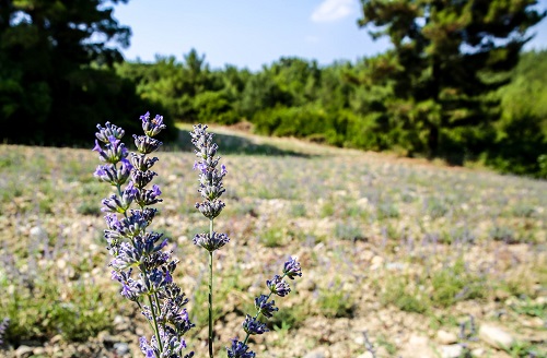 Buca’da kırsalın kaderini değiştiren hamle!