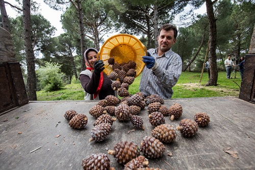 Büyükşehir fıstık çamı için yeniden kolları sıvadı!