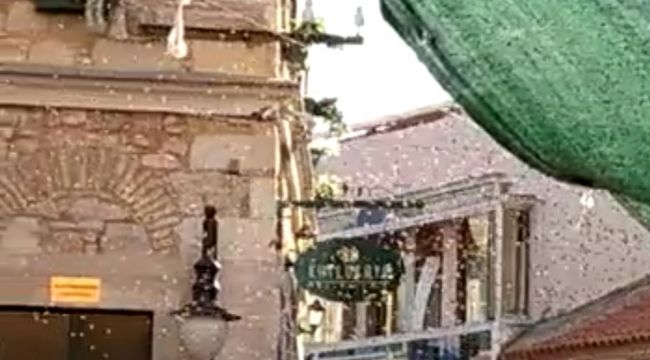 Urla'yı arılar bastı, görenler şaştı kaldı!