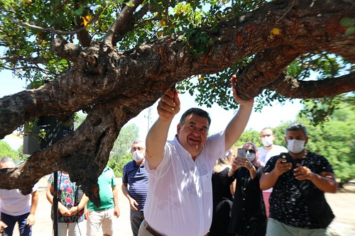 Çeşme sakız üretiminde Sakız Adası’na rakip oluyor!
