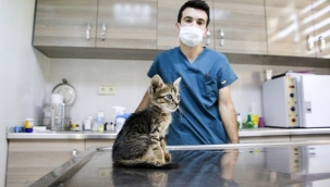 Buca Belediyesi pandemide 207 can dostuna kucak açtı!