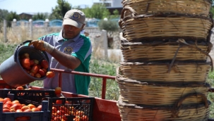Buca’nın mahsulleri bini aşkın ailenin yüzünü güldürdü