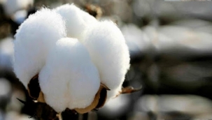 Burkina Faso'dan pamuk ithal ediyoruz!
