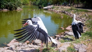 Doğal Yaşam Parkı'nda tedavi edilen leylekler doğaya bırakıldı