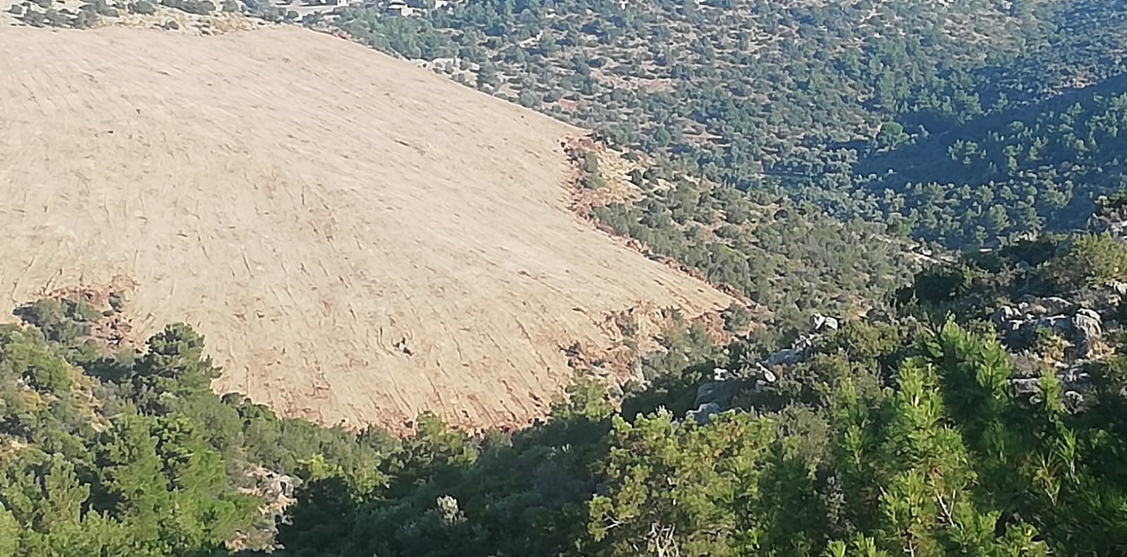 Karaburun ormanlarında 'GES' katliamı!