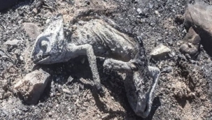 İzmir'deki yangından kahreden görüntüler!