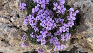 Nesli tükendiği sanılan bitki 
