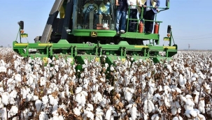 Pamukta üretim yüzde 40 düştü, ithalat yüzde 40 arttı