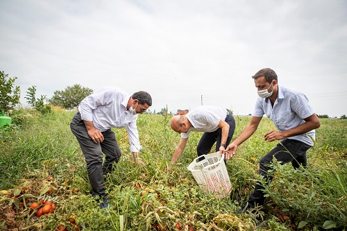 Başkan Soyer domates hasadı yaptı, tesis müjdesini verdi!