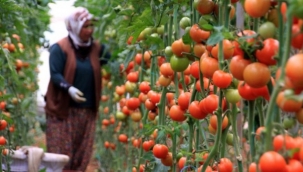 Üreticimiz dekarda 3 bin TL zarar ediyor!